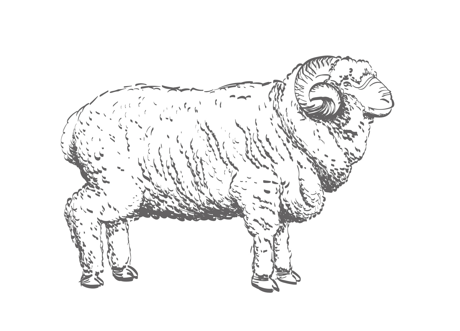 Merino Schaf Illustration