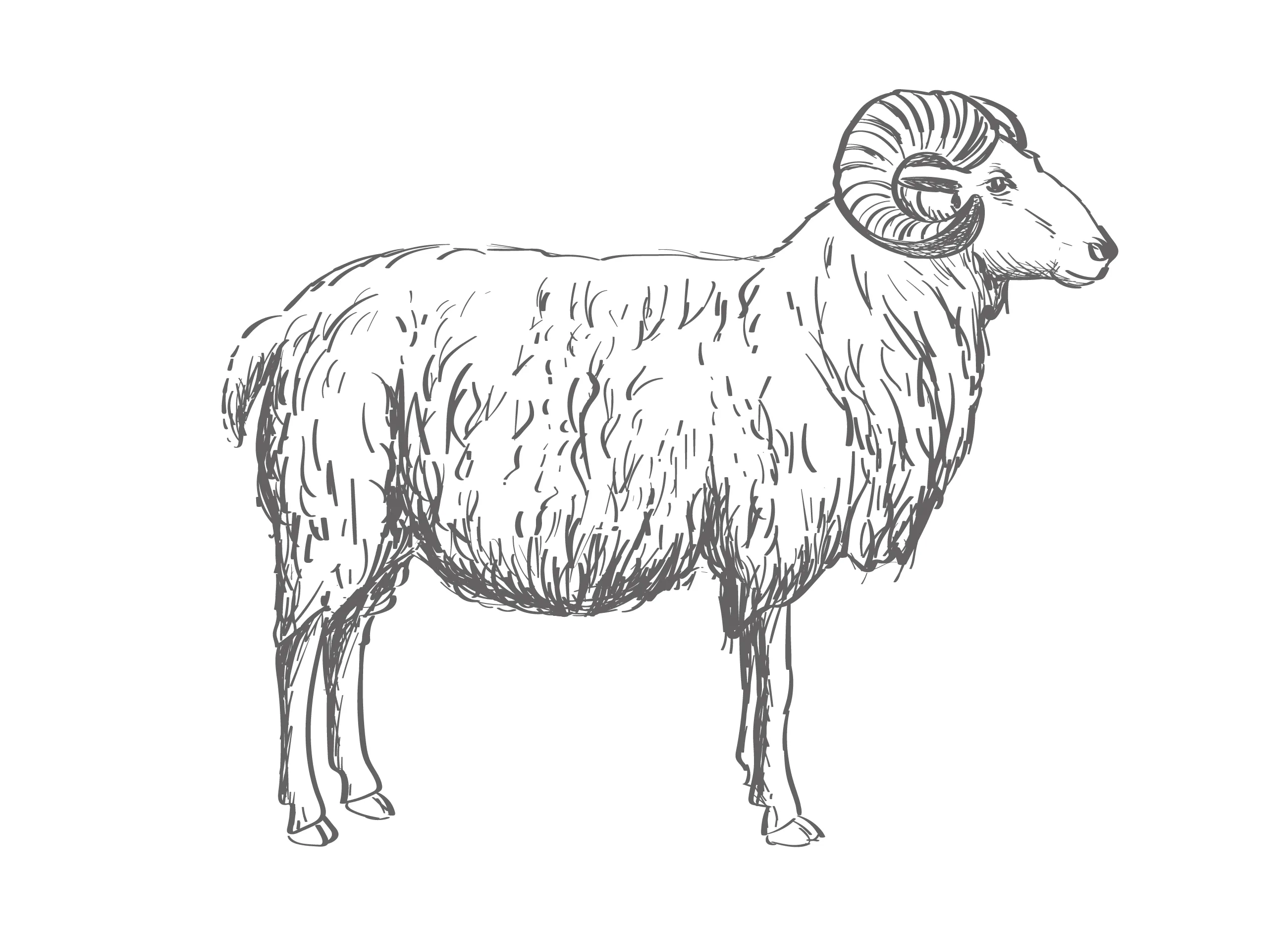 Gotlandschaf Wolle