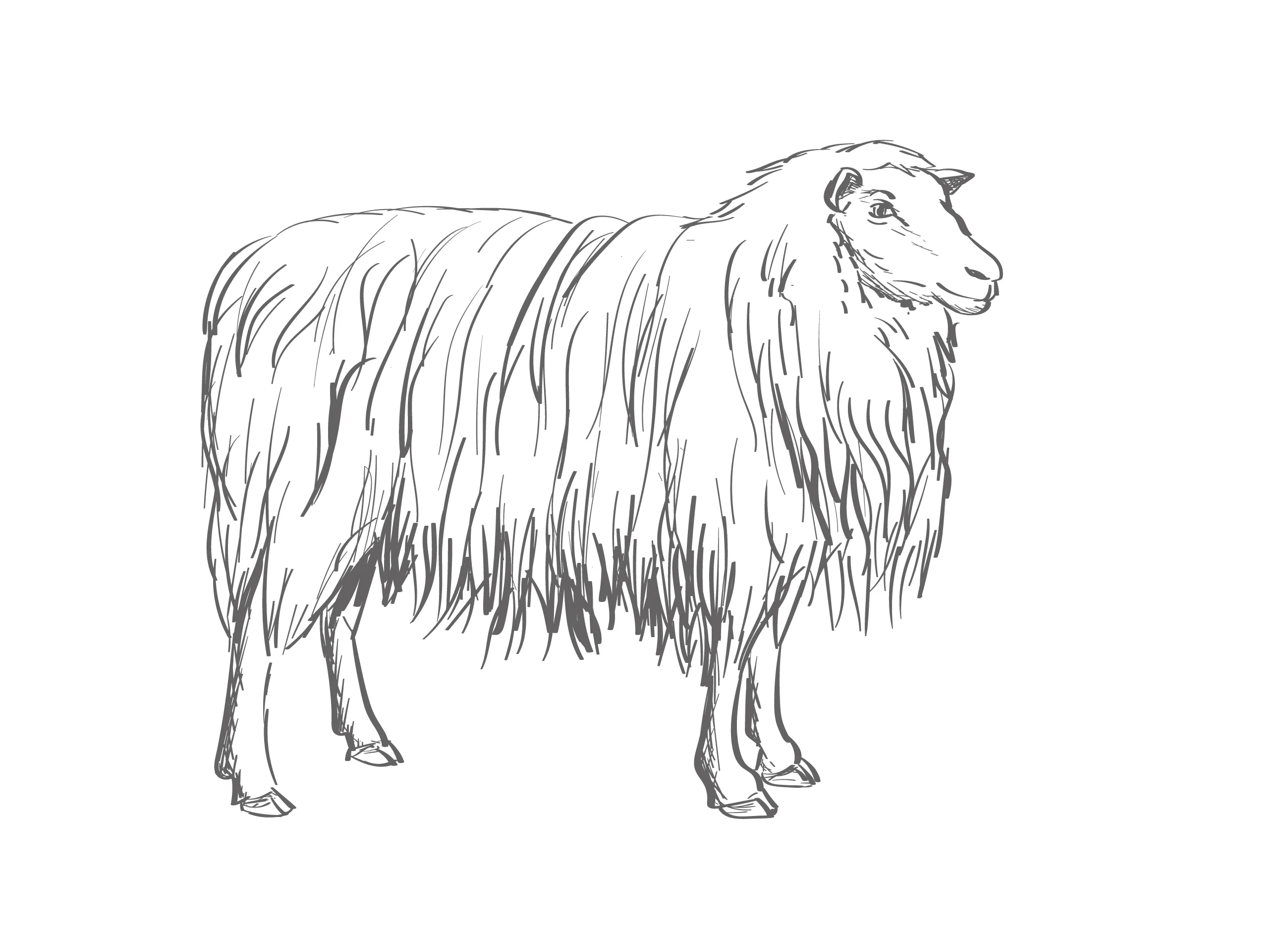 Moorschnucke Wolle